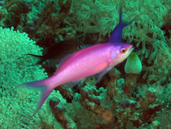 Mirolabrichthys pascalus