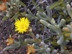 Malephora lutea