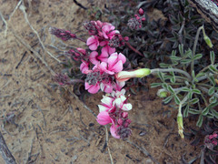 Indigofera meyeriana