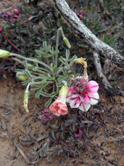 Indigofera meyeriana