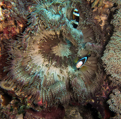 Heteractis aurora