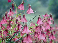 Hermannia grandiflora