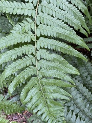 Microlepia krameri