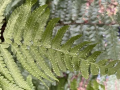 Microlepia krameri