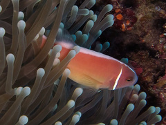 Amphiprion perideraion