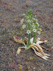 Ornithogalum tanquanum