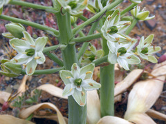 Ornithogalum tanquanum