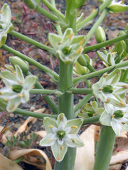Ornithogalum tanquanum