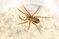 Pardosa hortensis