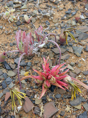 Mesembryanthemum nodiflorum