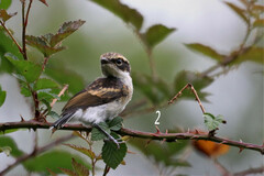 Batis capensis capensis