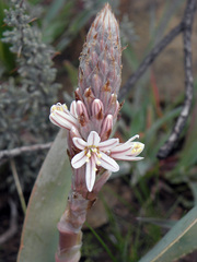 Trachyandra falcata