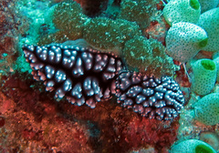 Phyllidiella pustulosa