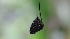 Ideopsis vulgaris