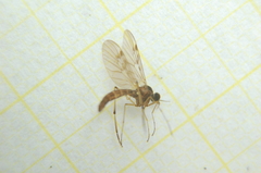 Anisopodidae