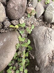 Hydrocotyle sibthorpioides