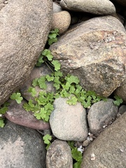 Hydrocotyle sibthorpioides