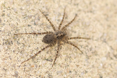 Pardosa hortensis