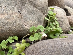 Hydrocotyle sibthorpioides
