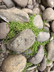 Hydrocotyle sibthorpioides