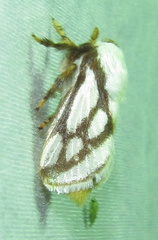 Parapluda invitabilis