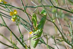 Sphodromantis viridis