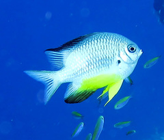 Amblyglyphidodon leucogaster