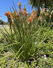 Aloe cooperi
