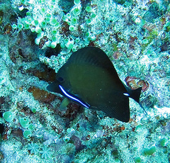 Zebrasoma scopas