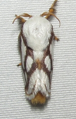 Parapluda invitabilis