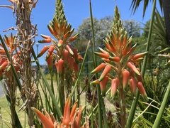 Aloe cooperi