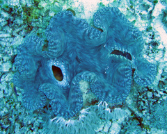 Tridacna gigas