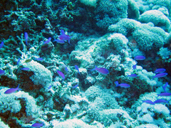 Mirolabrichthys pascalus