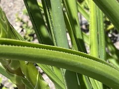 Aloe cooperi