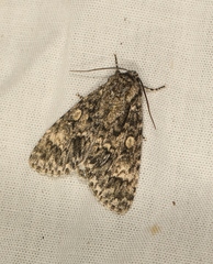 Acronicta megacephala