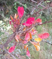Puccinia magellanica