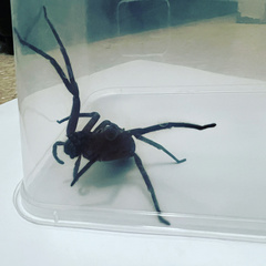 Heteropoda jugulans