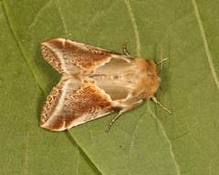 Habrosyne pyritoides