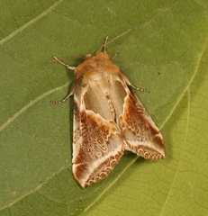 Habrosyne pyritoides
