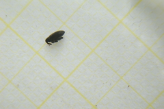 Orchestes fagi