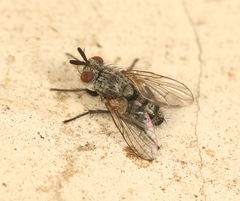 Triarthria setipennis