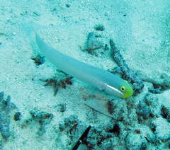 Valenciennea strigata