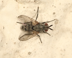 Triarthria setipennis