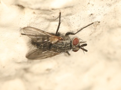 Triarthria setipennis