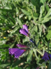 Echium sabulicola decipiens