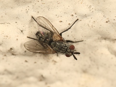 Triarthria setipennis