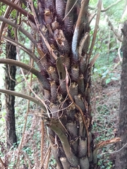 Cyathea australis