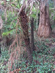 Cyathea australis