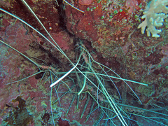 Panulirus femoristriga