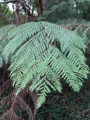 Cyathea australis